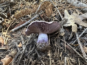  ( - HAY-F-005664)  @11 [ ] c (2023) Rudy Diaz Fungal Diversity Survey