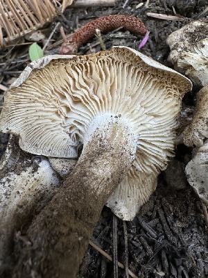  (Lyophyllum fumosum - LA-F-000167)  @11 [ ] c (2023) Rudy Diaz Fungal Diversity Survey