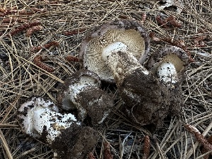  ( - LA-F-000165)  @11 [ ] c (2023) Rudy Diaz Fungal Diversity Survey