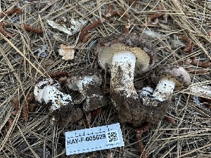 ( - LA-F-000165)  @11 [ ] c (2023) Rudy Diaz Fungal Diversity Survey