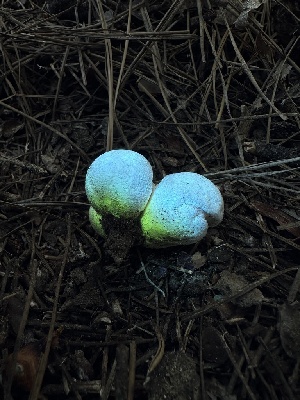 ( - HAY-F-005759)  @11 [ ] c (2023) Rudy Diaz Fungal Diversity Survey