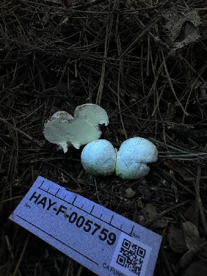  ( - HAY-F-005759)  @11 [ ] c (2023) Rudy Diaz Fungal Diversity Survey