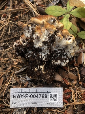  ( - HAY-F-004799)  @11 [ ] by-nc (2023) Dean Lyons Fungal Diversity Survey