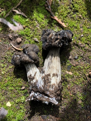  (Helvella - HAY-F-004776)  @11 [ ] by-nc (2023) Dean Lyons Fungal Diversity Survey