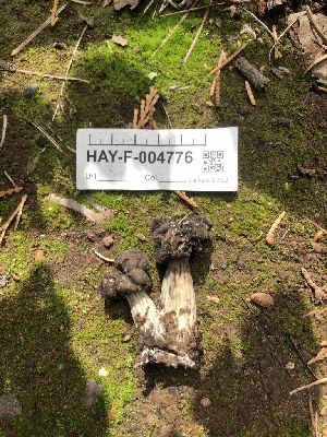  ( - HAY-F-004776)  @11 [ ] by-nc (2023) Dean Lyons Fungal Diversity Survey