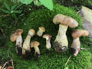  ( - HAY-F-004775)  @11 [ ] by-nc (2023) Dean Lyons Fungal Diversity Survey