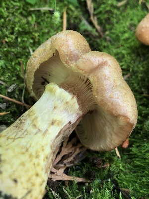  ( - HAY-F-004775)  @11 [ ] by-nc (2023) Dean Lyons Fungal Diversity Survey
