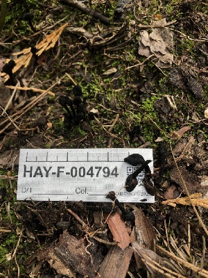  ( - HAY-F-004794)  @11 [ ] by-nc (2023) Dean Lyons Fungal Diversity Survey