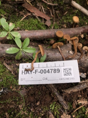  ( - HAY-F-004789)  @11 [ ] by-nc (2023) Dean Lyons Fungal Diversity Survey