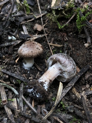  ( - HAY-F-007054)  @11 [ ] by-nc (2023) Dean Lyons Fungal Diversity Survey