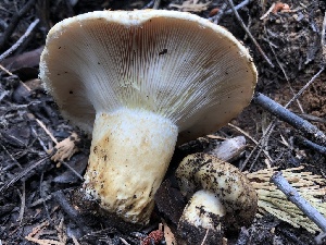  (Lactarius sp. CA01 - HAY-F-007056)  @11 [ ] by-nc (2023) Dean Lyons Fungal Diversity Survey