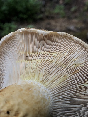  ( - HAY-F-007056)  @11 [ ] by-nc (2023) Dean Lyons Fungal Diversity Survey