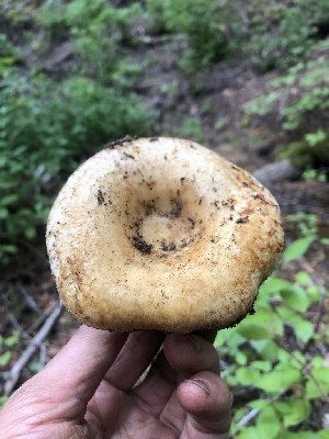  ( - HAY-F-007056)  @11 [ ] by-nc (2023) Dean Lyons Fungal Diversity Survey