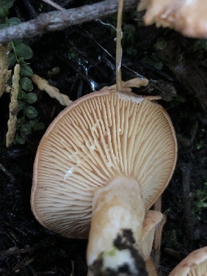  ( - HAY-F-007168)  @11 [ ] by-nc (2023) Dean Lyons Fungal Diversity Survey