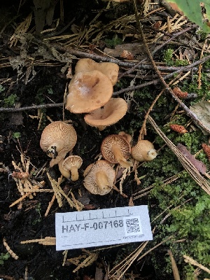  ( - HAY-F-007168)  @11 [ ] by-nc (2023) Dean Lyons Fungal Diversity Survey