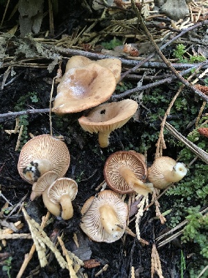  (Lactarius cuspidoaurantiacus - HAY-F-007168)  @11 [ ] by-nc (2023) Dean Lyons Fungal Diversity Survey
