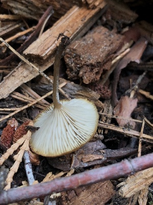  (Hydropus sp. marginellus-PNW01 - HAY-F-006976)  @11 [ ] by-nc (2023) Dean Lyons Fungal Diversity Survey