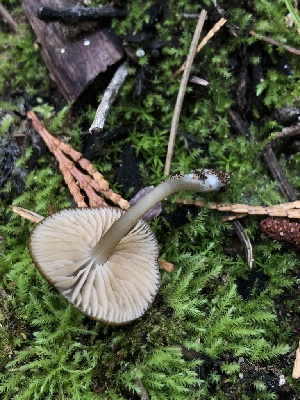  ( - HAY-F-007053)  @11 [ ] by-nc (2023) Dean Lyons Fungal Diversity Survey