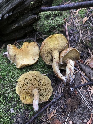  (Suillus sp. americanus-CA01 - HAY-F-006975)  @11 [ ] by-nc (2023) Dean Lyons Fungal Diversity Survey