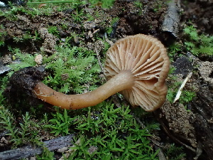  (Lactarius occidentalis - HAY-F-004788)  @11 [ ] by-nc (2023) Dean Lyons Fungal Diversity Survey