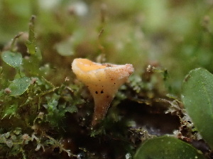  (Lachnum sp. CA10 - HAY-F-007055)  @11 [ ] by-nc (2023) Dean Lyons Fungal Diversity Survey