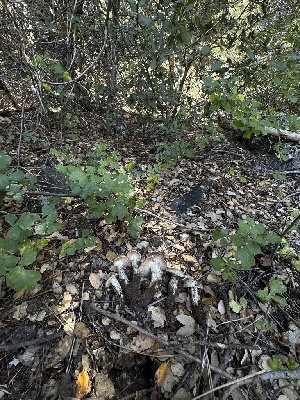  ( - HAY-F-005682)  @11 [ ] c (2023) Rudy Diaz Fungal Diversity Survey