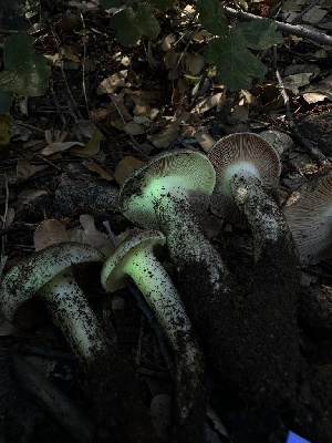  ( - HAY-F-005682)  @11 [ ] c (2023) Rudy Diaz Fungal Diversity Survey