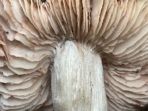  ( - HAY-F-006459)  @11 [ ] by-nc (2023) Damon Tighe Fungal Diversity Survey