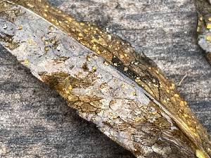  ( - HAY-F-006467)  @11 [ ] by-nc (2023) Damon Tighe Fungal Diversity Survey