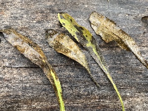  ( - HAY-F-006467)  @11 [ ] by-nc (2023) Damon Tighe Fungal Diversity Survey