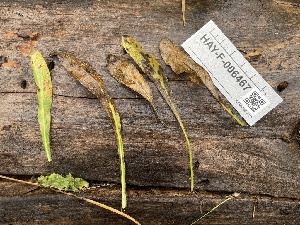  ( - HAY-F-006467)  @11 [ ] by-nc (2023) Damon Tighe Fungal Diversity Survey