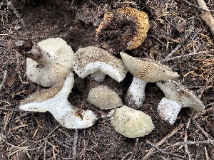  ( - HAY-F-006470)  @11 [ ] by-nc (2023) Damon Tighe Fungal Diversity Survey