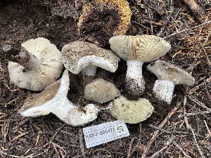  ( - HAY-F-006470)  @11 [ ] by-nc (2023) Damon Tighe Fungal Diversity Survey