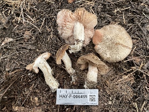  ( - HAY-F-006459)  @11 [ ] by-nc (2023) Damon Tighe Fungal Diversity Survey