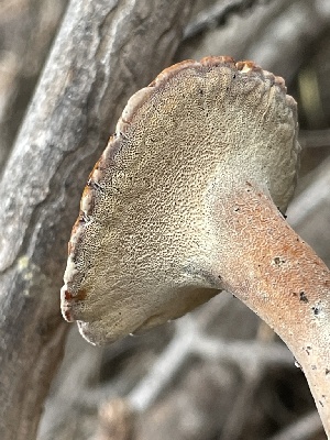  ( - HAY-F-006475)  @11 [ ] by-nc (2023) Damon Tighe Fungal Diversity Survey