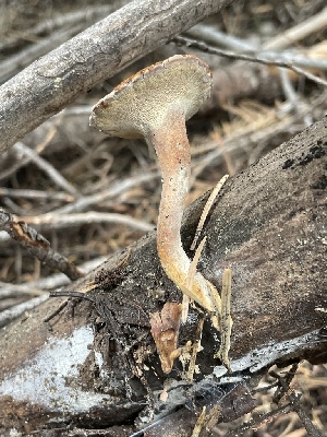  ( - HAY-F-006475)  @11 [ ] by-nc (2023) Damon Tighe Fungal Diversity Survey