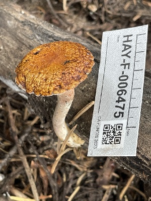  ( - HAY-F-006475)  @11 [ ] by-nc (2023) Damon Tighe Fungal Diversity Survey