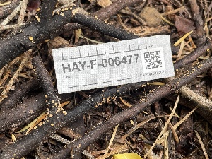  ( - HAY-F-006477)  @11 [ ] by-nc (2023) Damon Tighe Fungal Diversity Survey