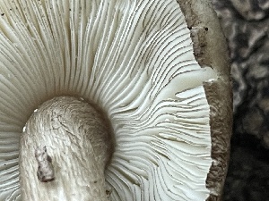  ( - HAY-F-006486)  @11 [ ] by-nc (2023) Damon Tighe Fungal Diversity Survey
