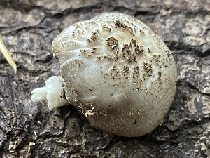  ( - HAY-F-006486)  @11 [ ] by-nc (2023) Damon Tighe Fungal Diversity Survey