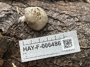  ( - HAY-F-006486)  @11 [ ] by-nc (2023) Damon Tighe Fungal Diversity Survey