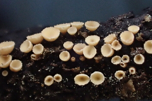  (Hymenoscyphus sp. CA06 - HAY-F-006477)  @11 [ ] by-nc (2023) Damon Tighe Fungal Diversity Survey