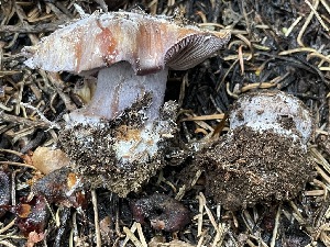  (Cortinarius calyptratus - HAY-F-006491)  @11 [ ] by-nc (2023) Damon Tighe Fungal Diversity Survey
