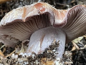  ( - HAY-F-006491)  @11 [ ] by-nc (2023) Damon Tighe Fungal Diversity Survey