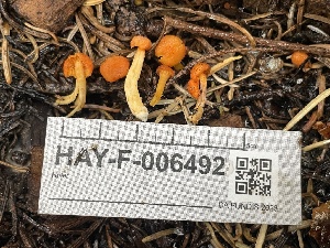  ( - HAY-F-006492)  @11 [ ] by-nc (2023) Damon Tighe Fungal Diversity Survey