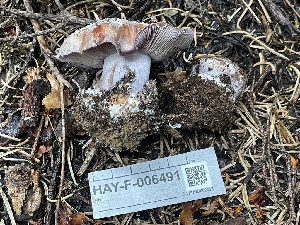  ( - HAY-F-006491)  @11 [ ] by-nc (2023) Damon Tighe Fungal Diversity Survey