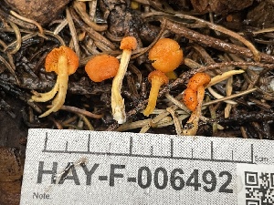  ( - HAY-F-006492)  @11 [ ] by-nc (2023) Damon Tighe Fungal Diversity Survey