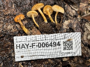  ( - HAY-F-006494)  @11 [ ] by-nc (2023) Damon Tighe Fungal Diversity Survey