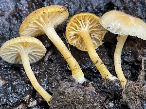  ( - HAY-F-006494)  @11 [ ] by-nc (2023) Damon Tighe Fungal Diversity Survey