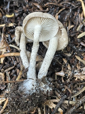  ( - HAY-F-006496)  @11 [ ] by-nc (2023) Damon Tighe Fungal Diversity Survey